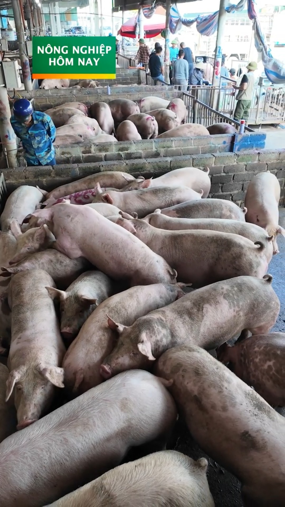 Giá heo có thể đạt 70.000 đ/kg